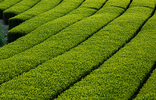 大井川のお茶