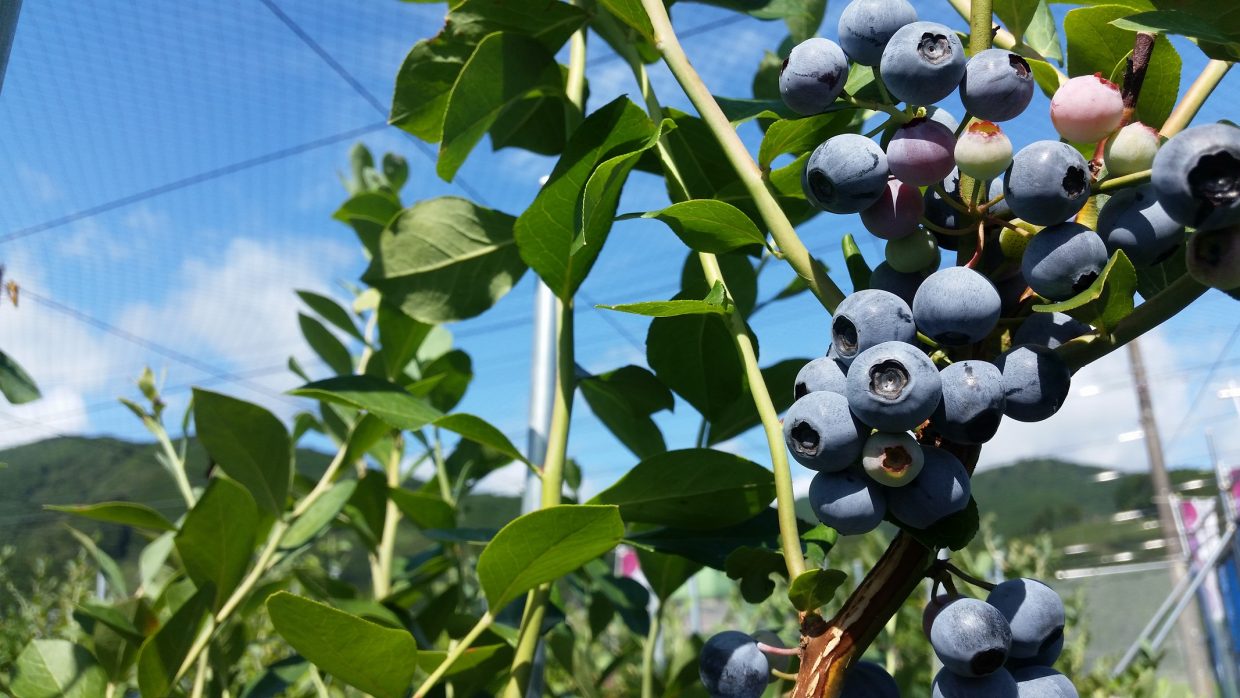 Tamura Farm Travel Oigawa