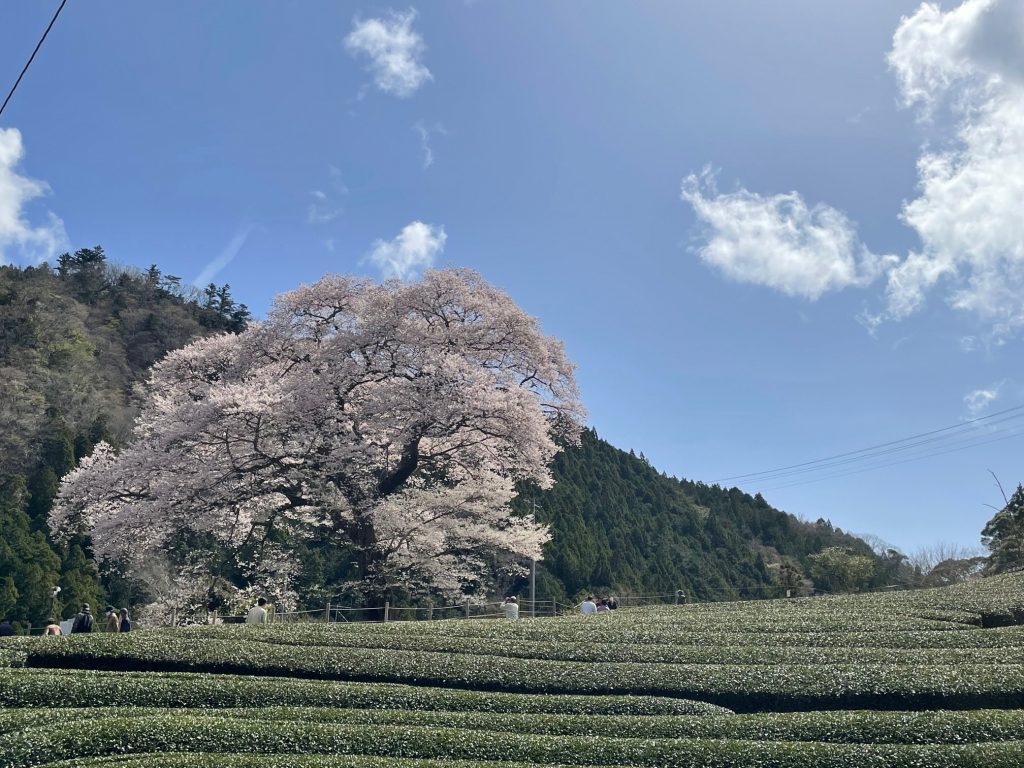 大井川流域 川根地区 の桜は今週末が最後のチャンスです 旅する大井川