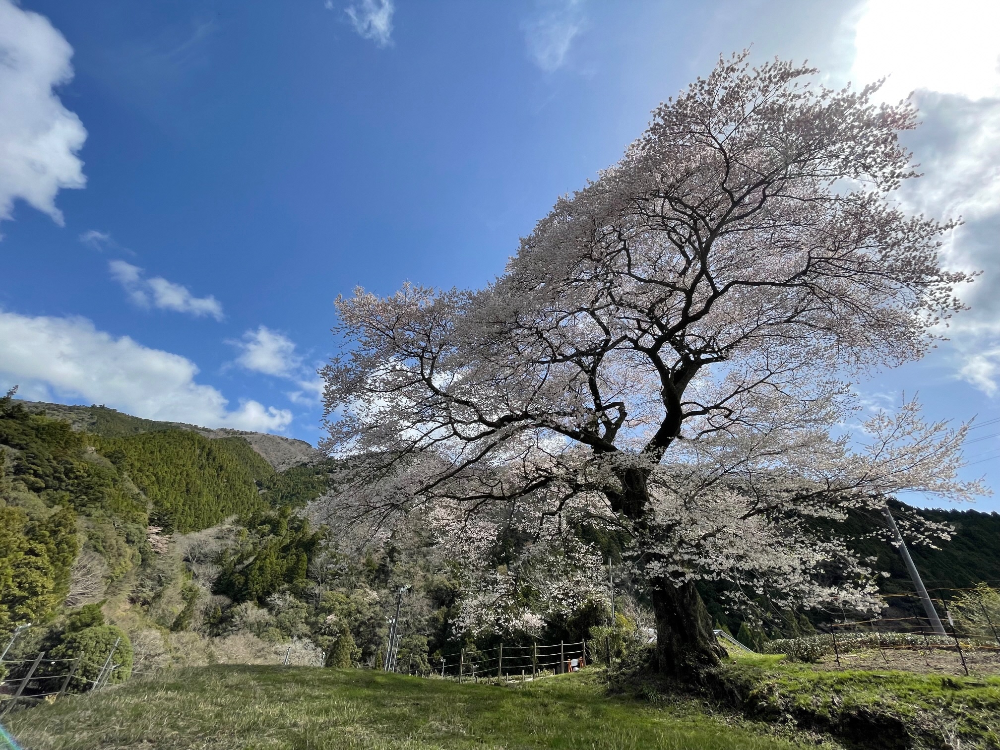 大井川流域「川根地区」の桜は今週末が最後のチャンスです！