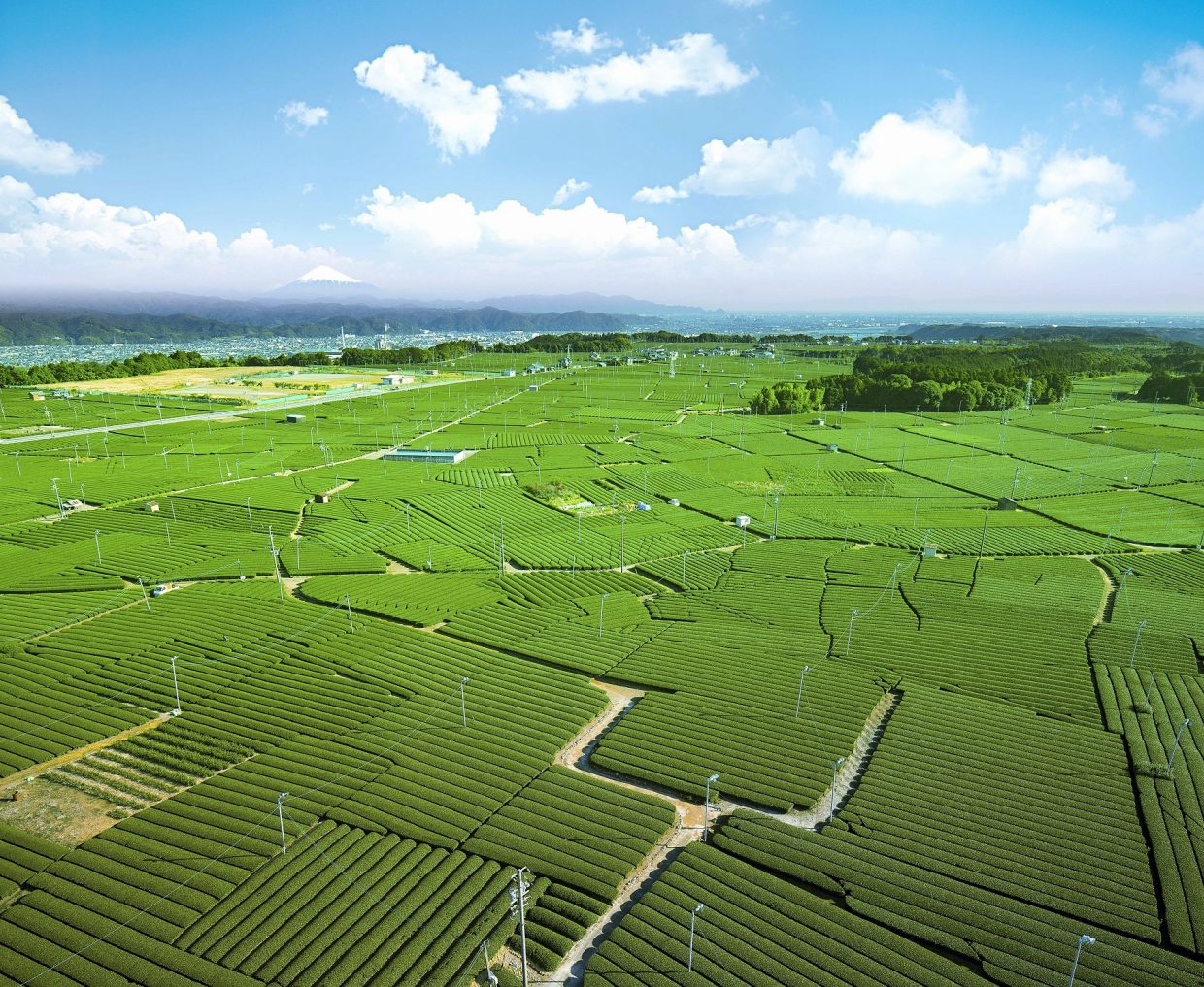 地球上でもっとも緑茶を愛する街・島田市”のお茶の魅力に迫ろう！お茶