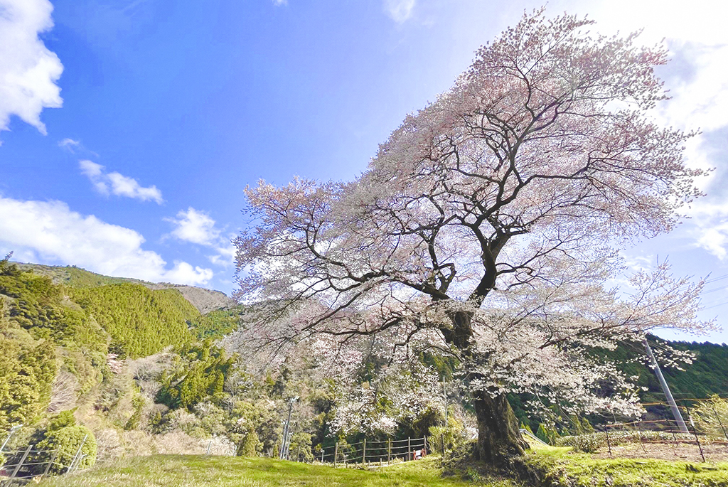 春に訪れたい島田市・川根エリアの桜スポット9選♪「かわね桜まつり」や桜を守る人々の思いとは