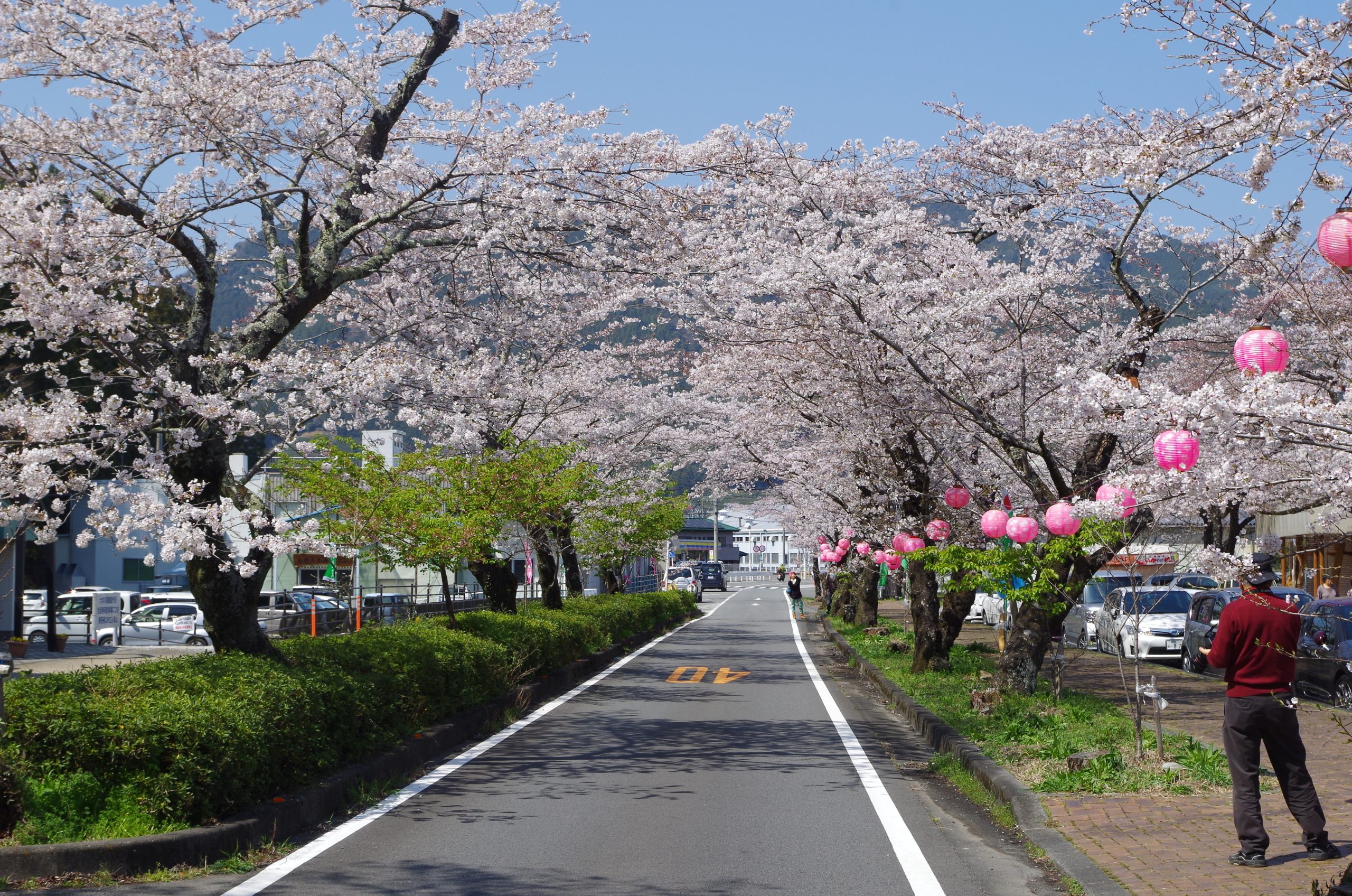 島田市川根町の定番桜スポット「桜トンネル」