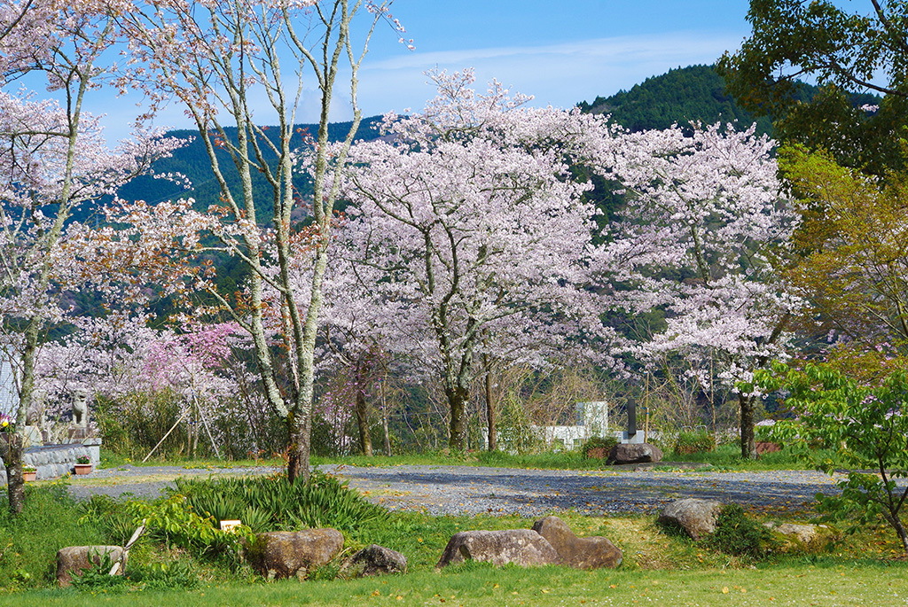 川根の桜スポットを見渡すことができる「天王山公園」