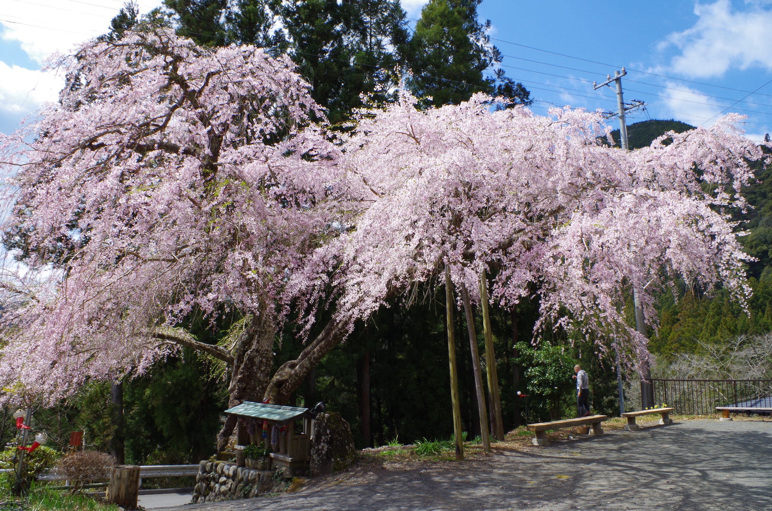 樹齢800年以上を誇る「寿永の桜」