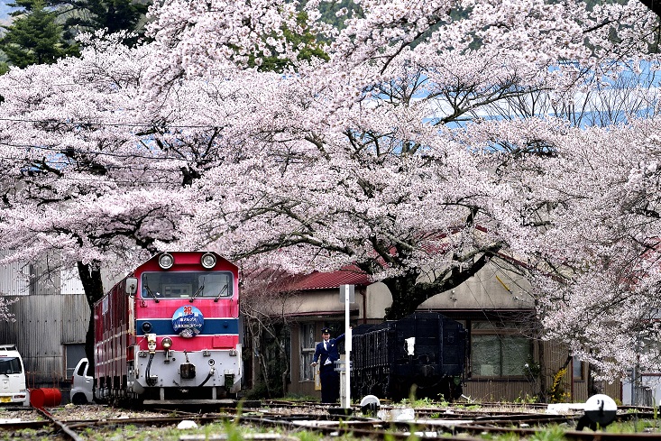 【桜開花情報】川根本町にも桜スポットがたくさん！