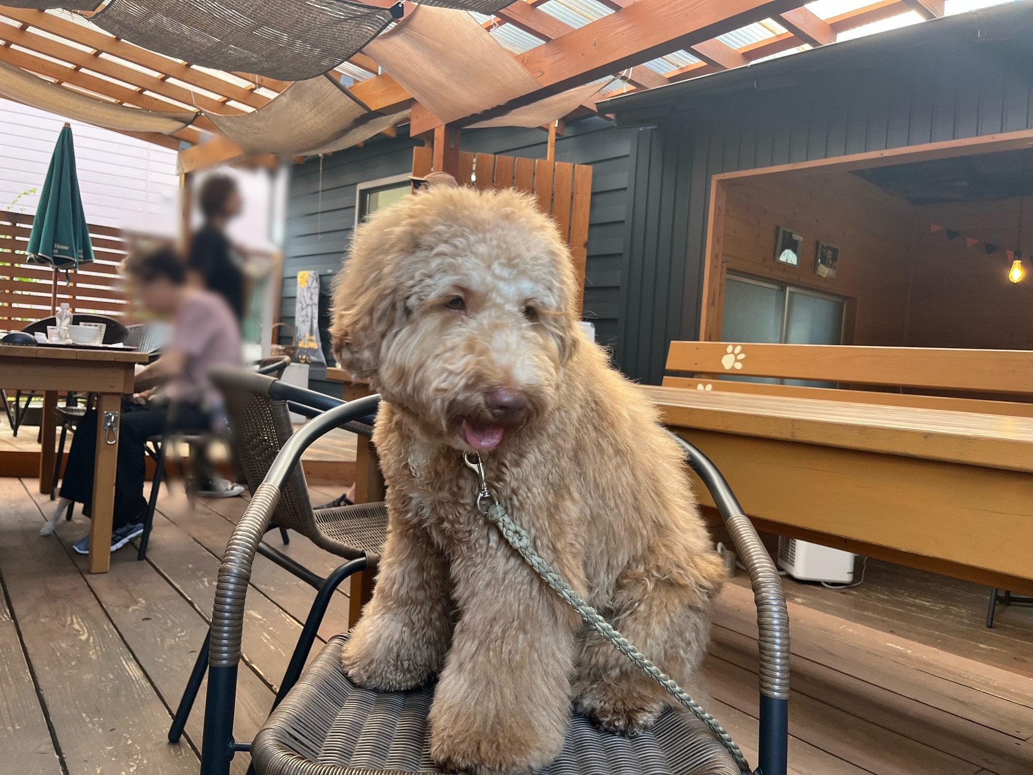 お店の看板犬