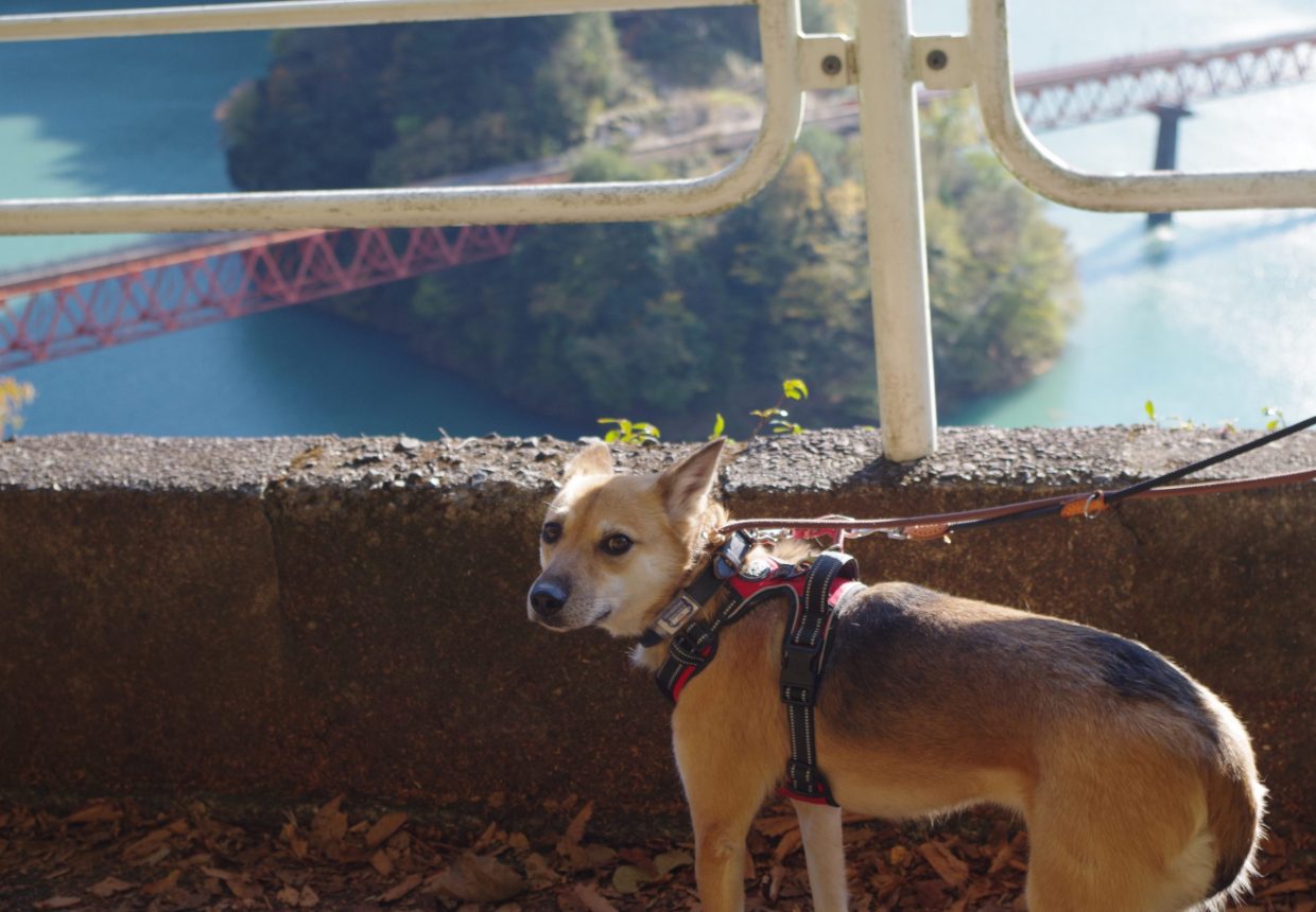 愛犬と楽しむ！川根本町寸又峡温泉街・接岨峡を観光しよう | 旅する大井川