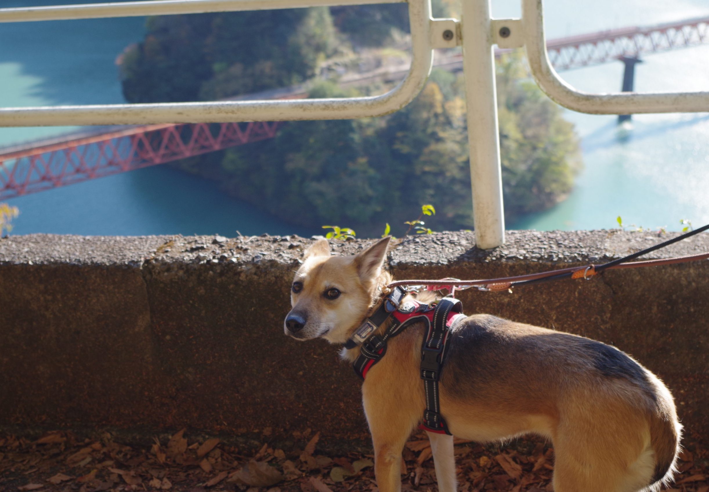 愛犬と楽しむ！川根本町寸又峡・接岨峡を観光しよう