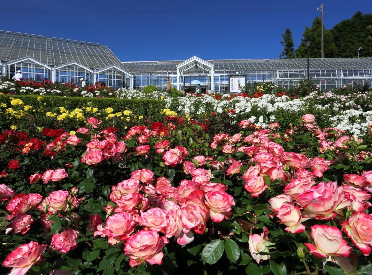 ばらの丘公園（島田市）徹底ガイド！バラの開花時期・イベント・グルメやバラ雑貨をご紹介